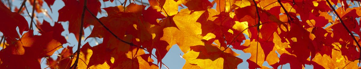 Orange autumn leaves on a tree