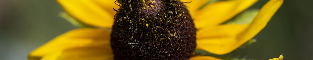 Sugar Grove Campus Flower Bee