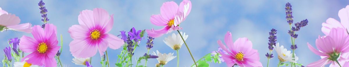 spring wildflowers