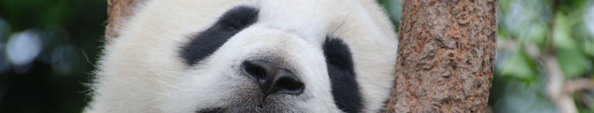 A sleeping panda bear
