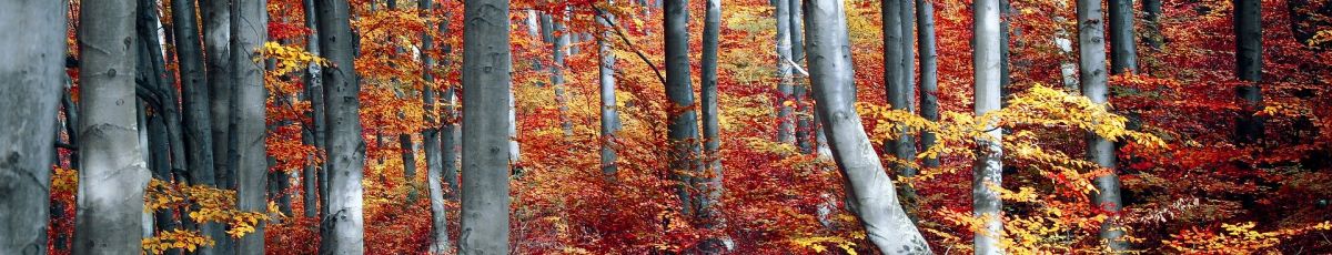 a forest scene with orange falling leaves