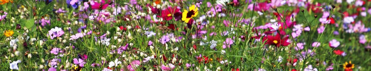 a variety of wild flowers