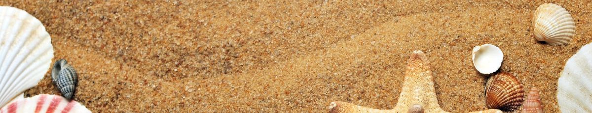 various shells on a sandy beach