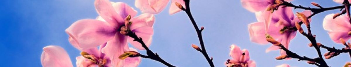 Image of pink flowers in bloom in front of a blue sky