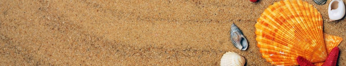 colorful seashells on a beach