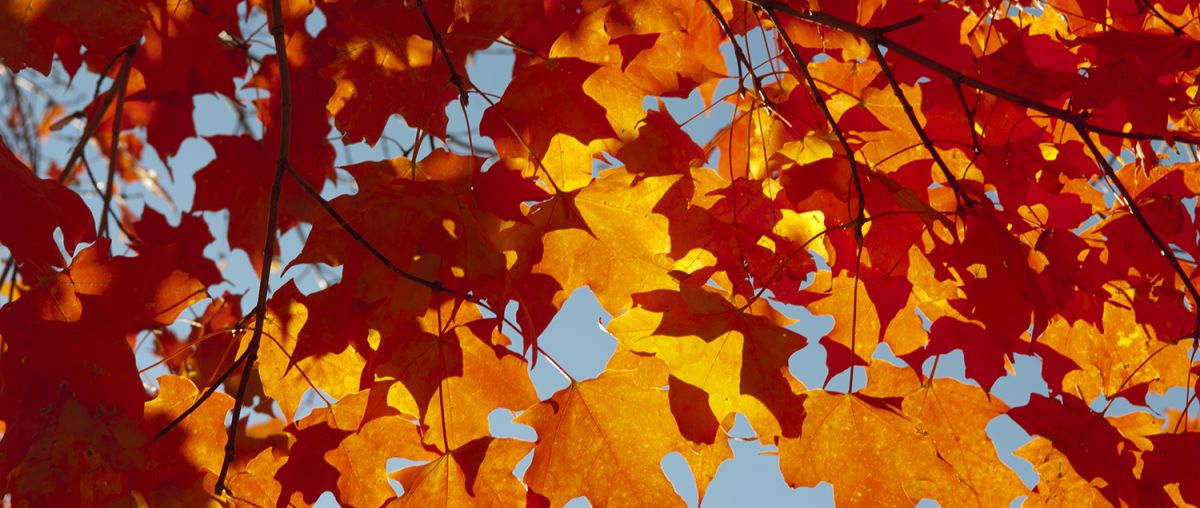 Orange autumn leaves on a tree