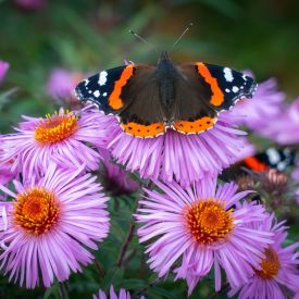 a butterfly resting on a flower