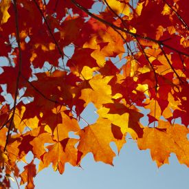 Orange autumn leaves on a tree