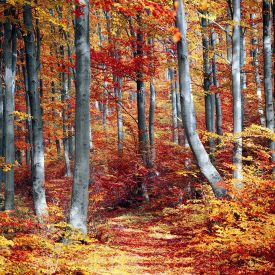 a forest scene with orange falling leaves