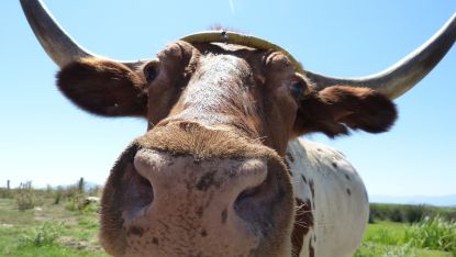 a wide angle, close-up view of an ox's nose